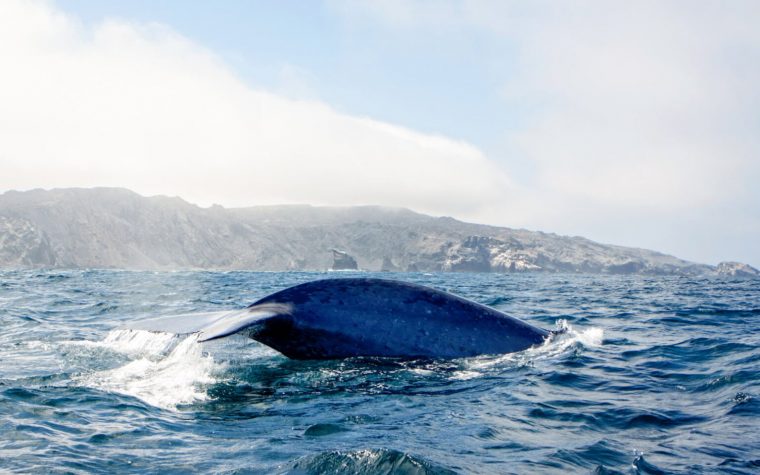 Temporada de gigantes marinos
